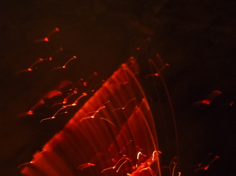  Alexander Ekholm, exhalation, queer photography