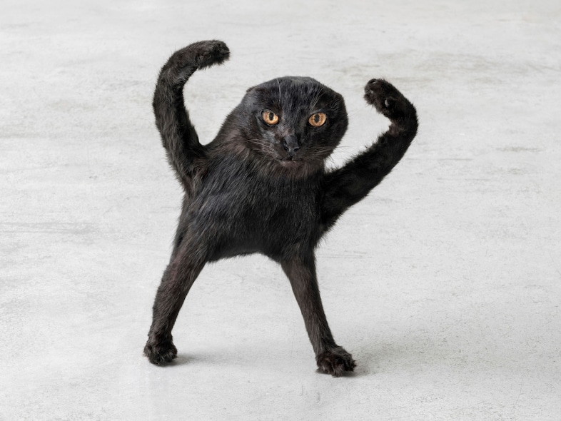 Eva &amp; Franco Mattes, Cursed Cat (2025)