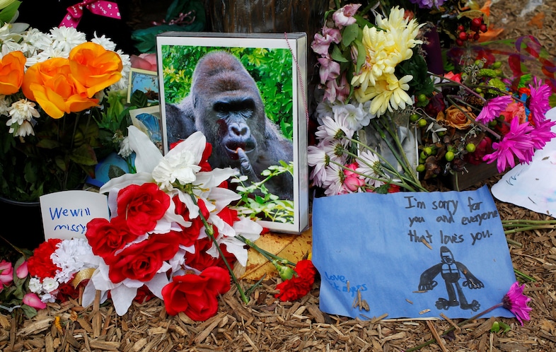 Harambe the gorilla: Meme, herald of the apocalypse, nationalist icon