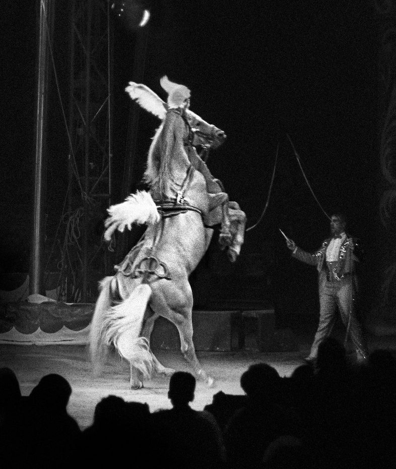 Craigie Horsfield, Circus, Placa de Torros la Monu 4