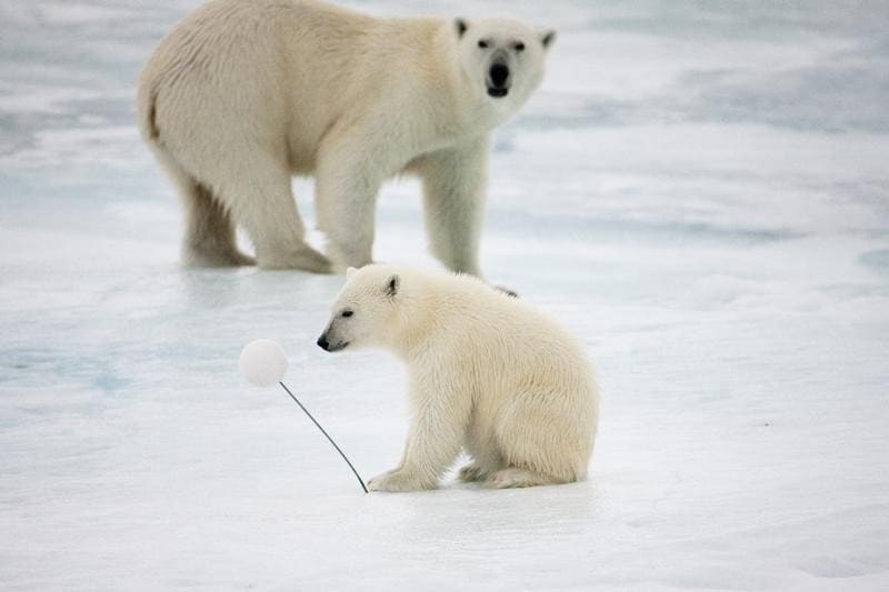 Polar Bear on Fram Strait Ice Floe 6
