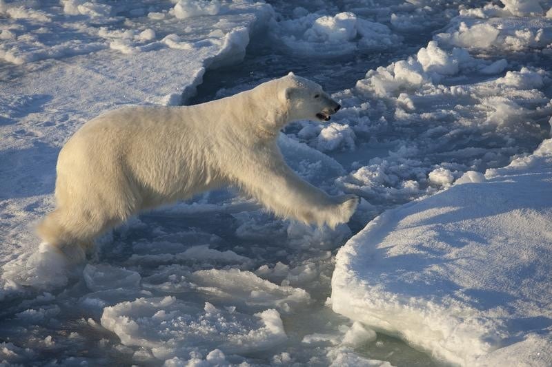 Polar Bear on Sea Ice Floe 12