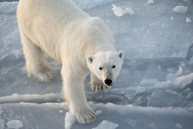 Polar Bear in Svalbard 13