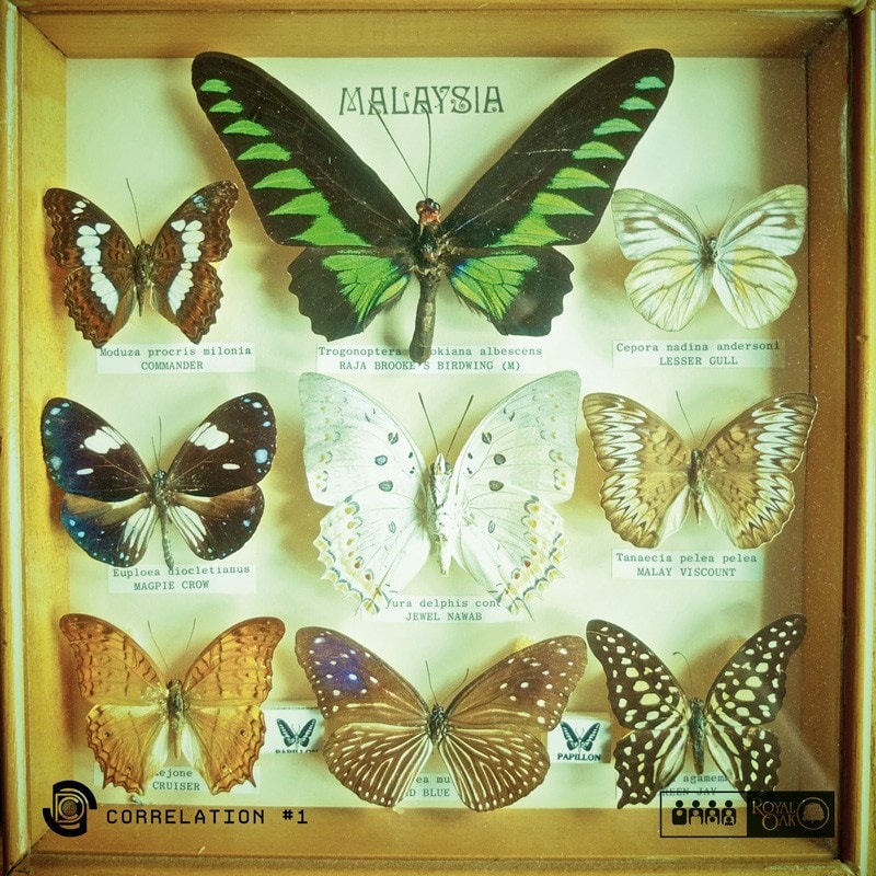 SDC-BUTTERFLIES 0