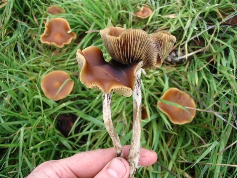 Dog Pecker Mushroom Pictures