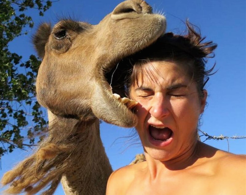 dangerous selfie camel