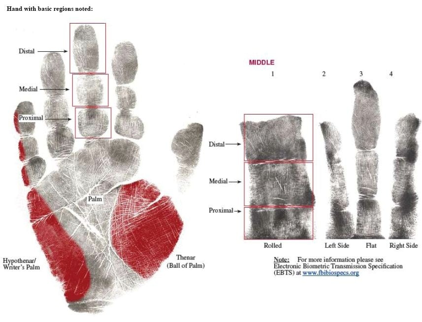 fbi_biometric_guidelines