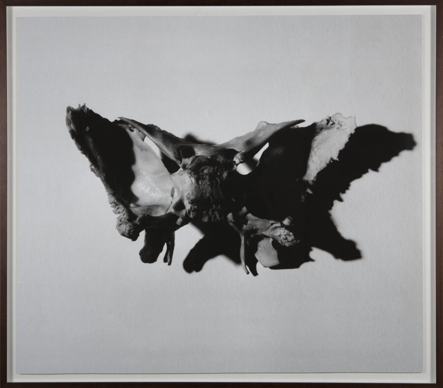 Hugo Wilson 'Sphenoid Rorschach', 2009 2