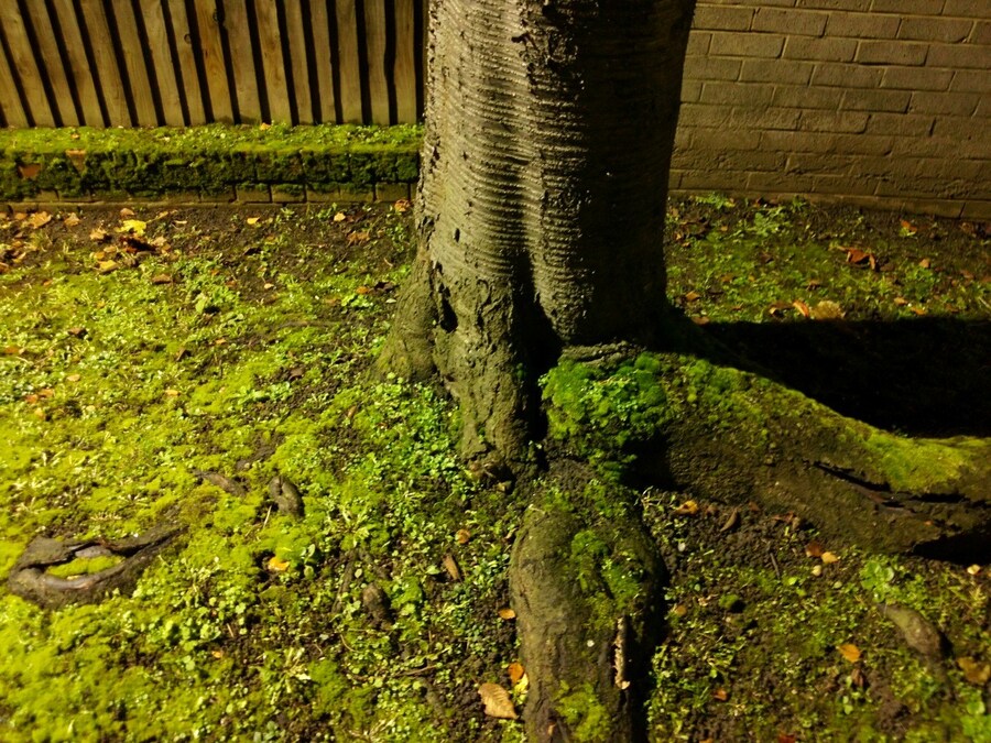 WP_20121206_023 2