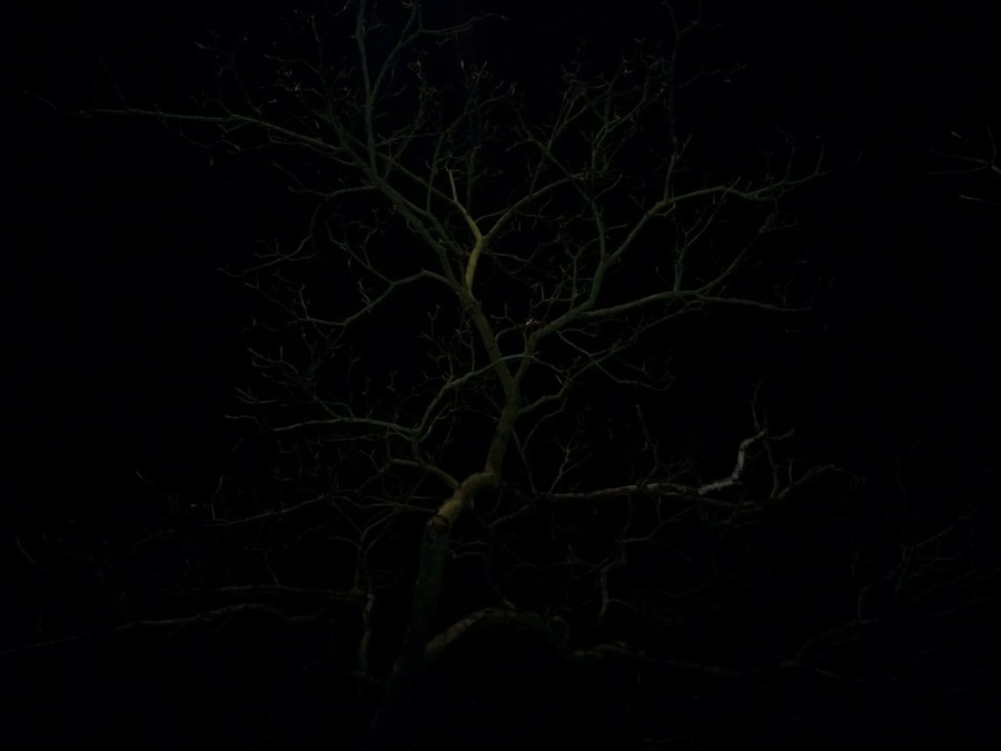 WP_20121206_069 7
