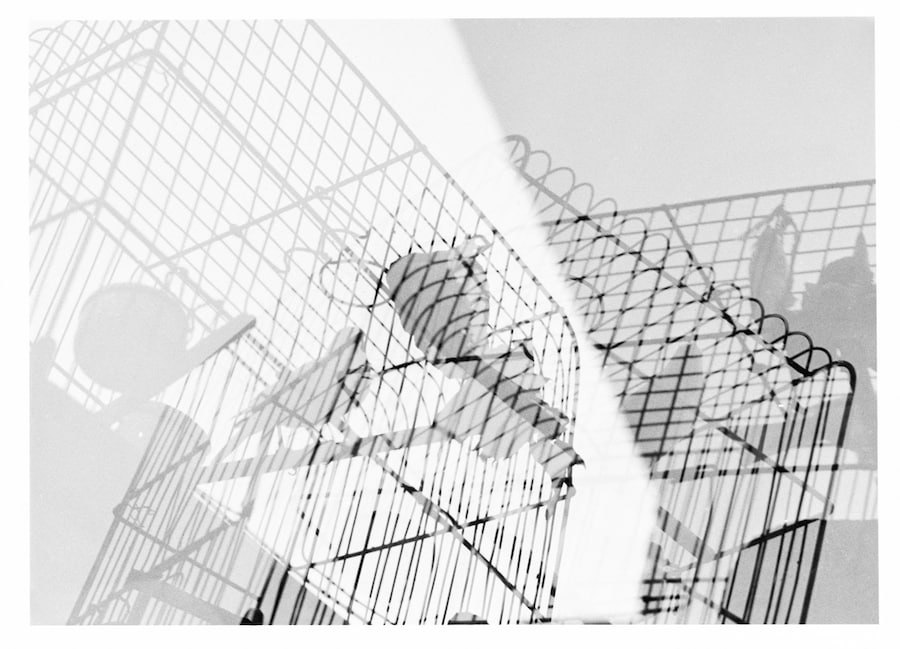 (12) Press Image l Geraldo de Barros l The Birds 1 5