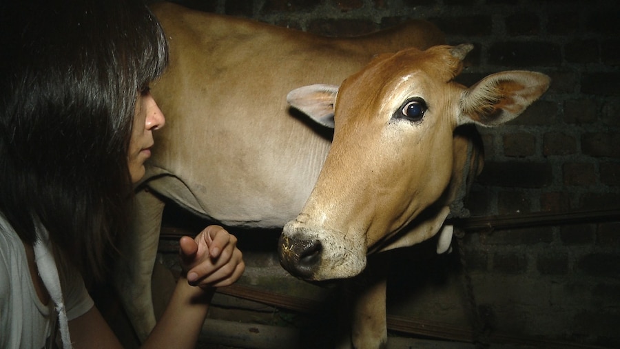 COW_1 1