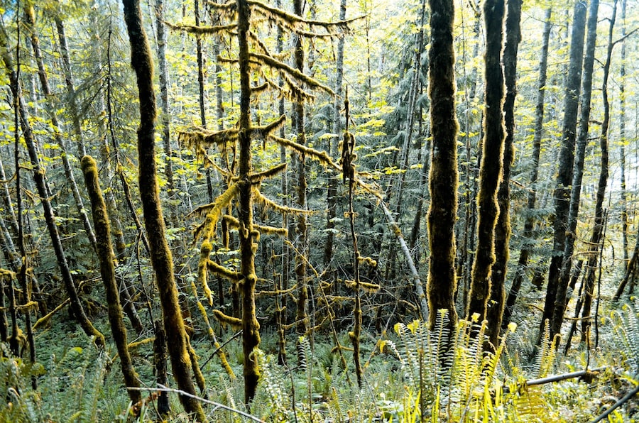 Forest Floor