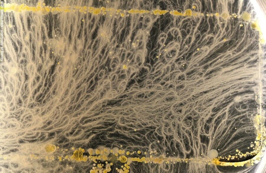 simon-park-iphonebacteria 17