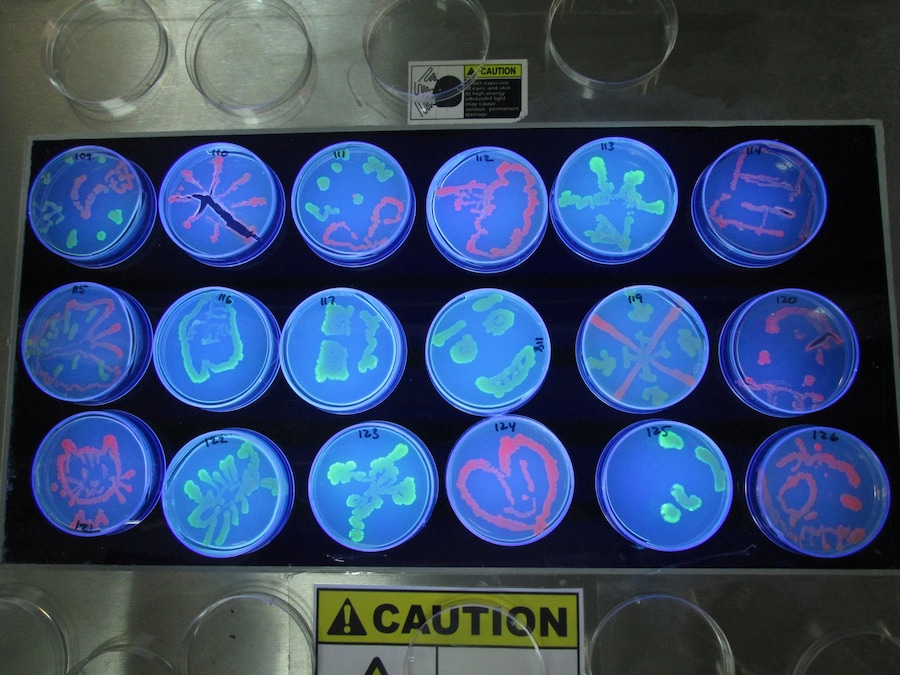 GENSPACE_luminescent_petri 5