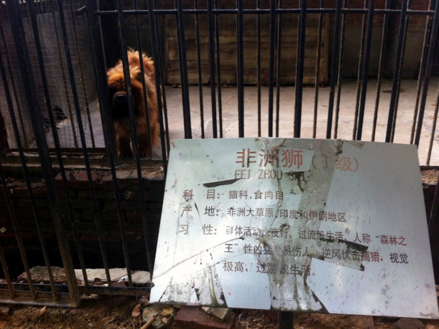 lion-dog2 12