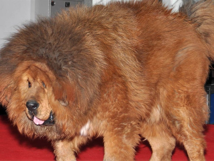 lion-dog 13