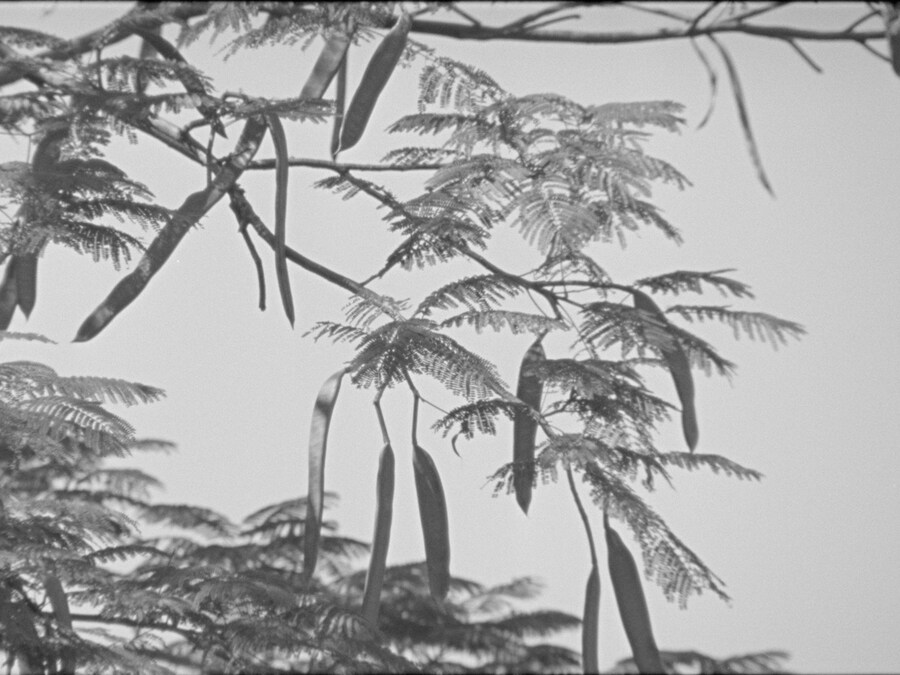 SLG (FRIDAY)_Still from ‘Captain Gervasio's Family 8