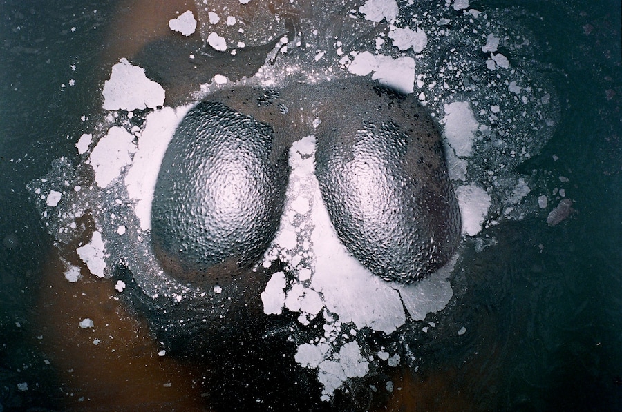 LDC-Synchrodogs-Chic Asses 8