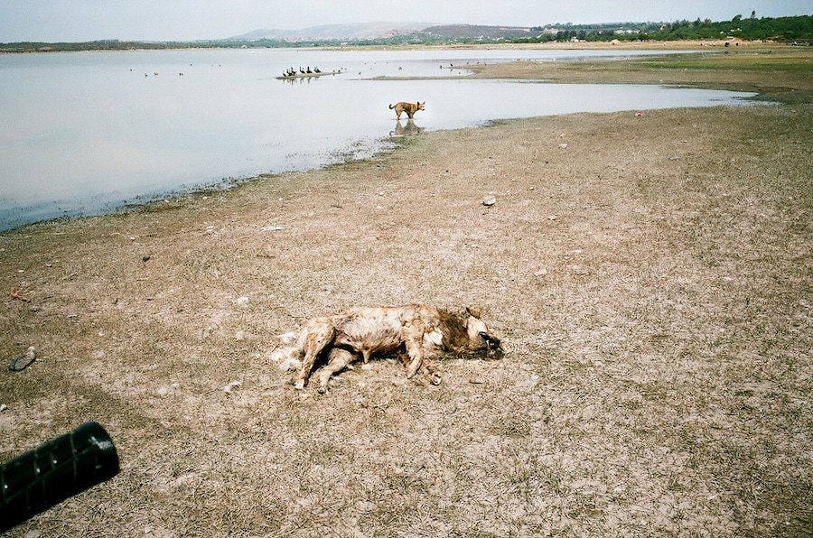 Dead and living dogs, San Miguel, 2011 7
