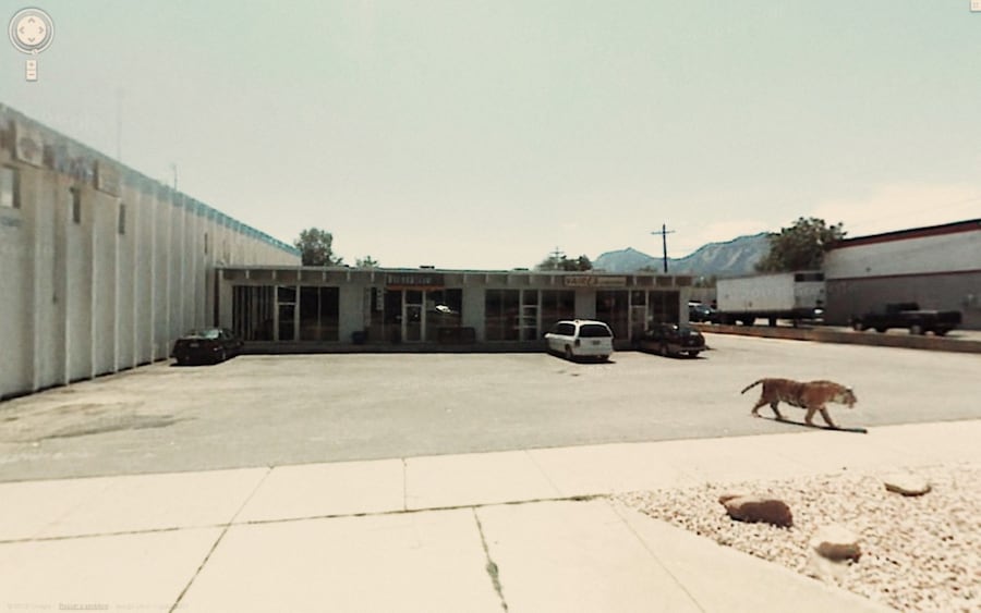 Google-Maps-tiger 7