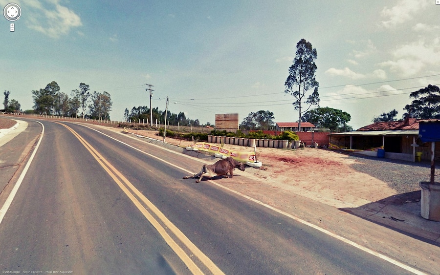 Google-Maps-cow-broken-legs-dragging 12
