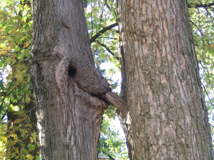 Porn In Trees - Pornhub gives America wood with tree-planting campaign | Dazed
