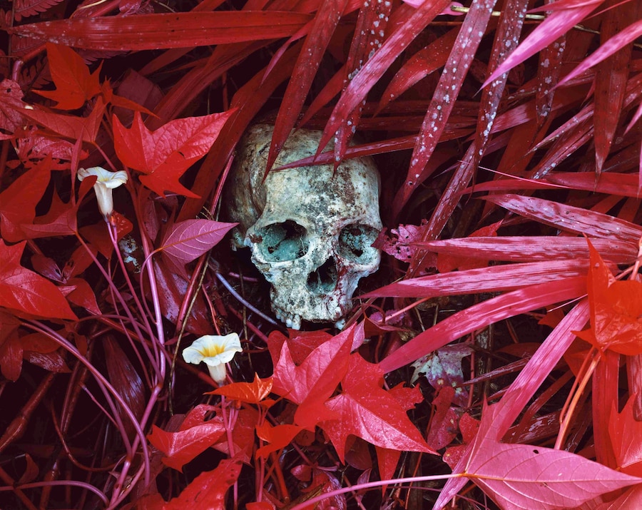 Richard Mosse_Of Lilies and Remains_Courtesy Edel 2