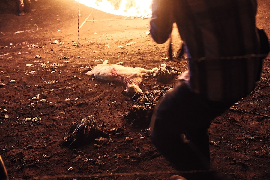 Sacrificed animals 3