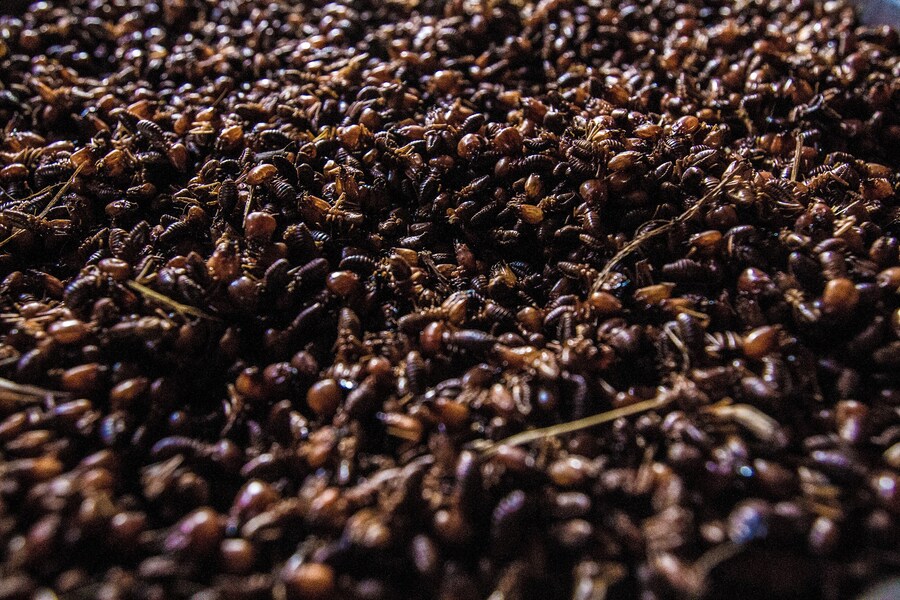 pedro bayeux tribe ants as snacks during the game 10