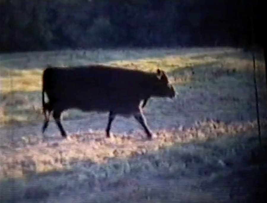 cow