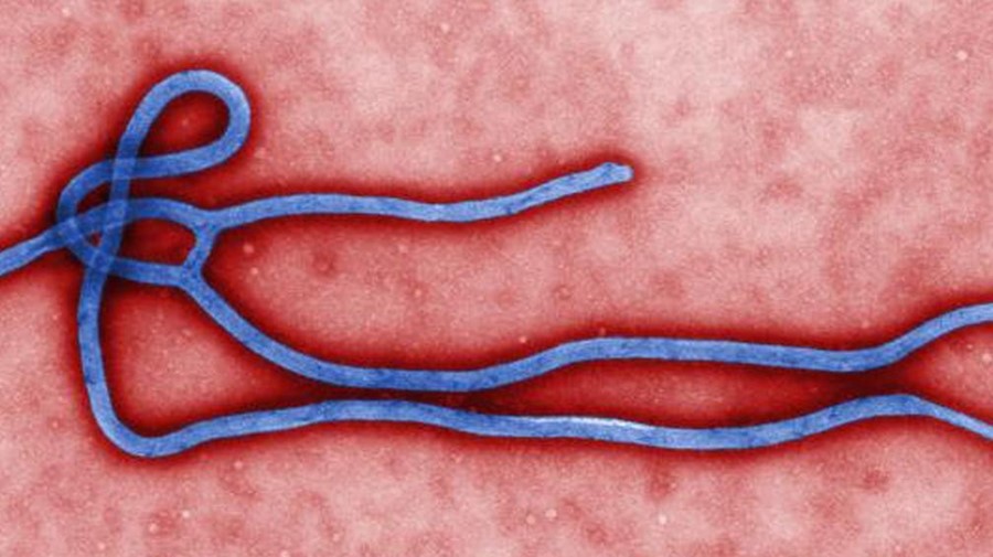 Ebola strain