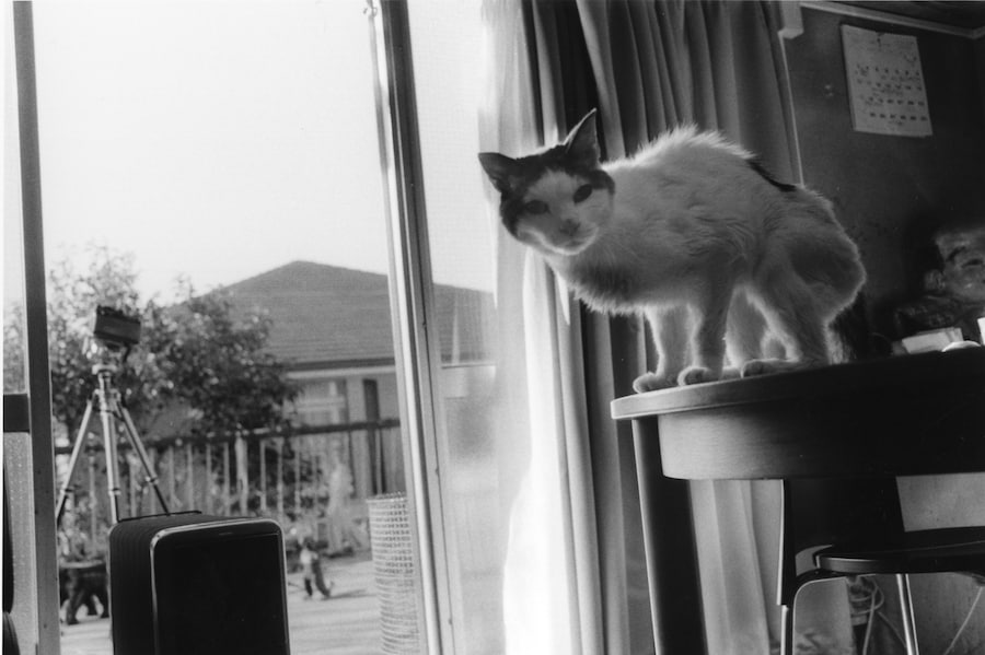 Sentimental Journey Spring Journey 2010 C Courtes 3