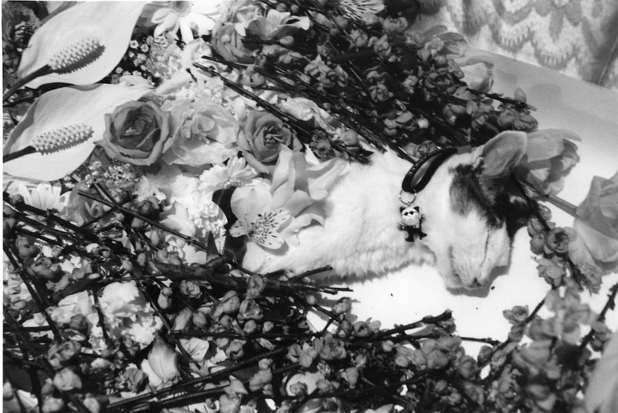 Sentimental Journey Spring Journey 2010 C Courtes 7