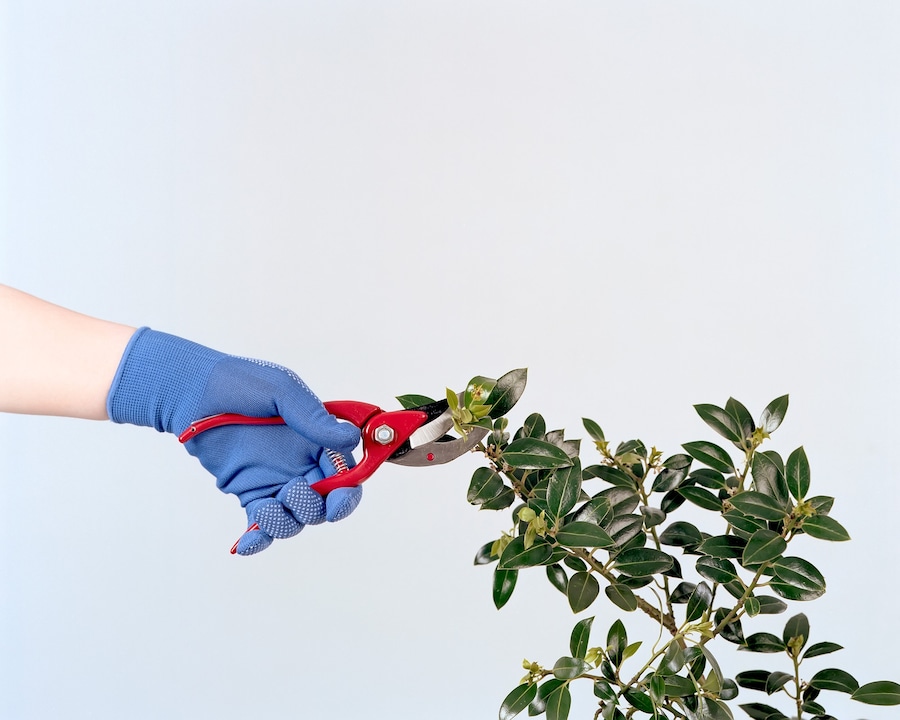 &quot;Pruning&quot;, 2014* 7