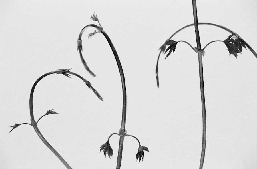 Benjamin Huseby – Weeds &amp; Aliens 6