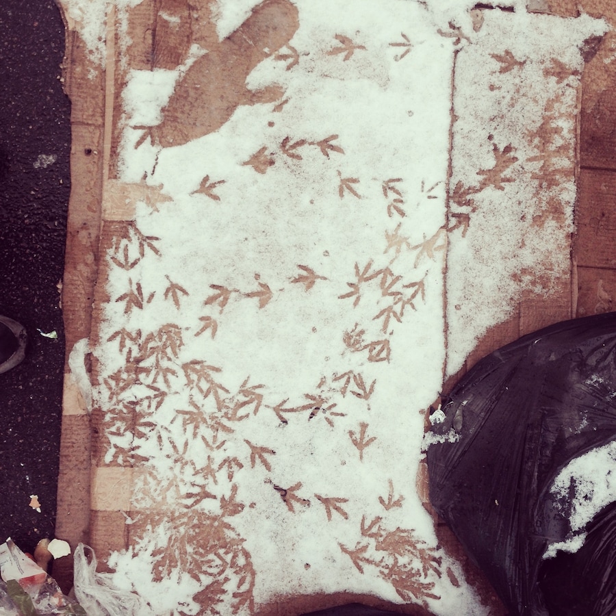 Bird_feet_Bakers_Arms 13