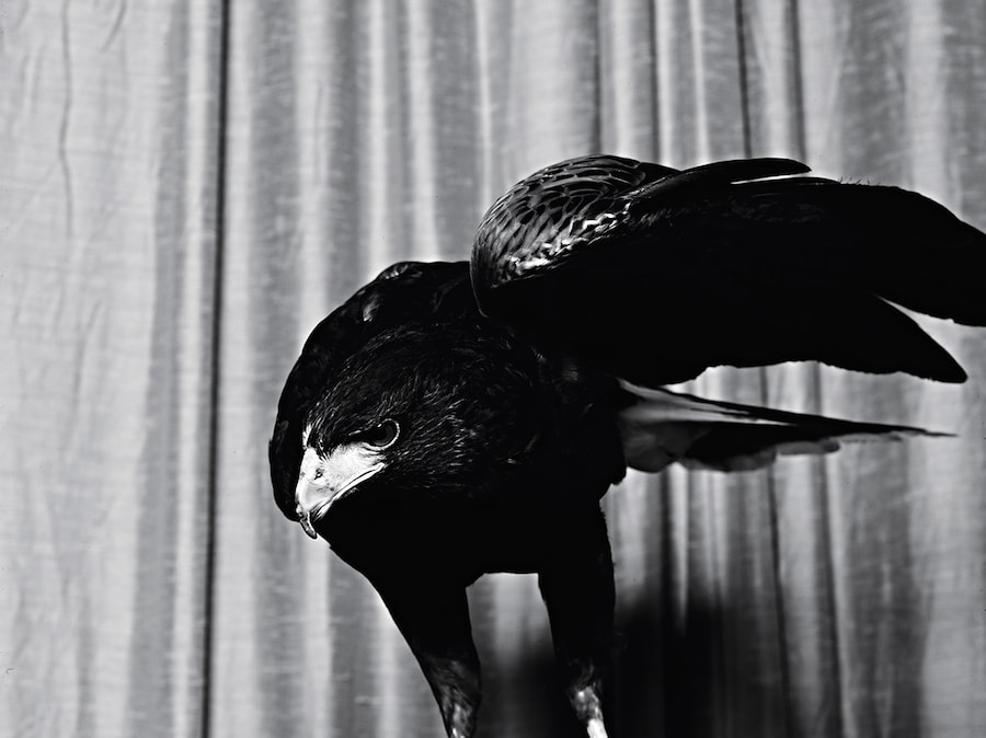 Grimes Hedi Slimane 6