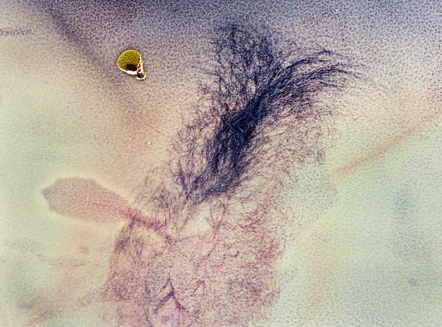 Daisuke Yokota’s Taratine 18