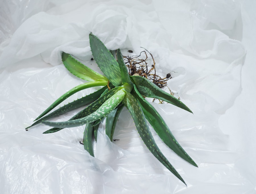 Dmitry Lookianov’s “Instant Tomorrow” 6