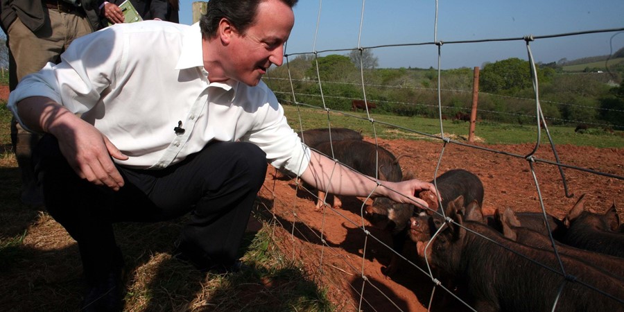 David Cameron with pigs