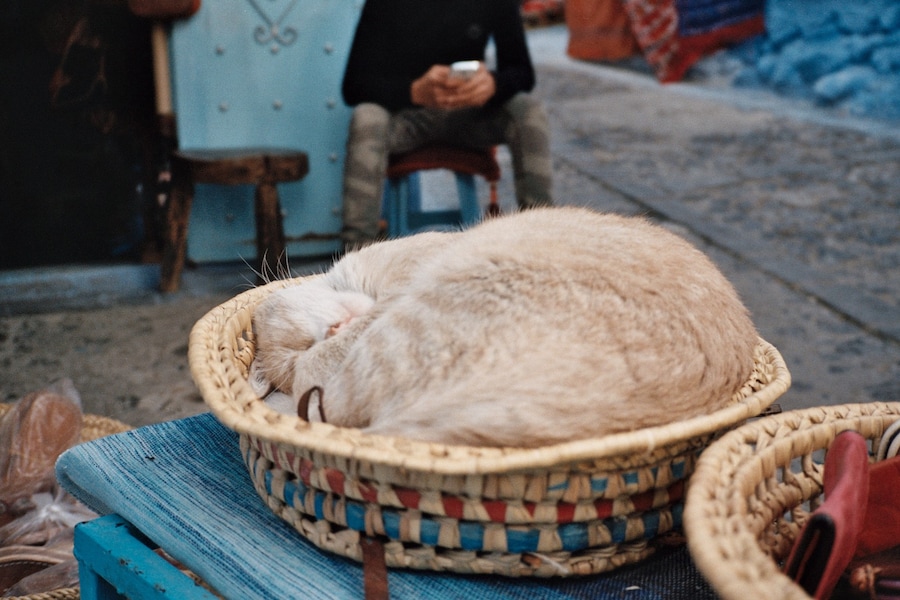 Dexter Navy - Morocco 13