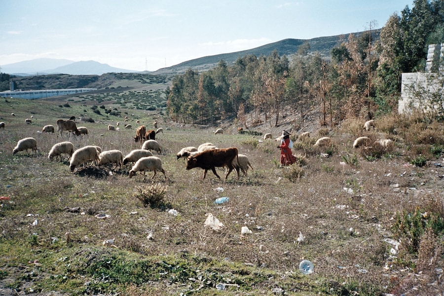 Dexter Navy - Morocco 17