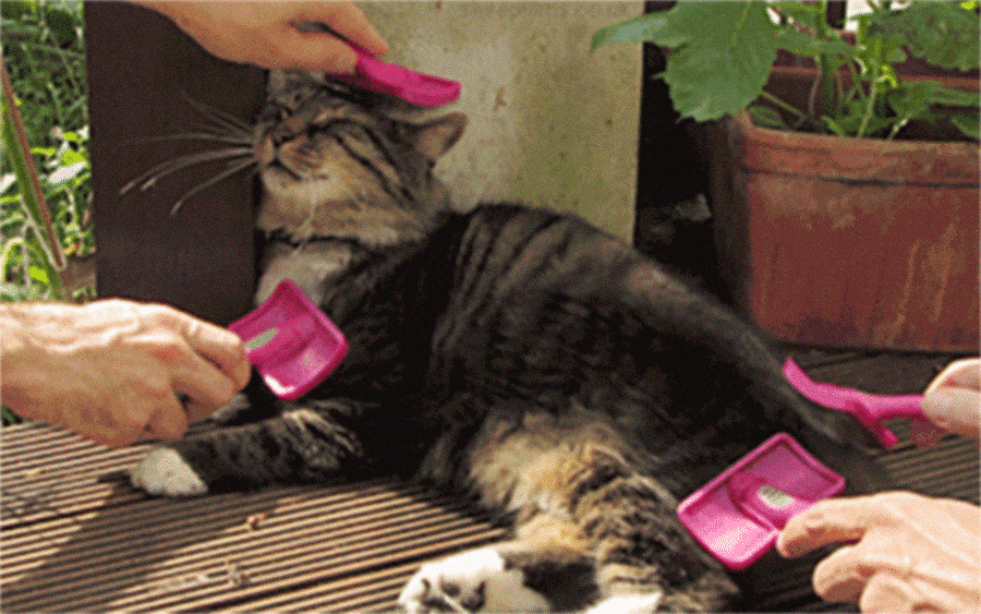 cat gif