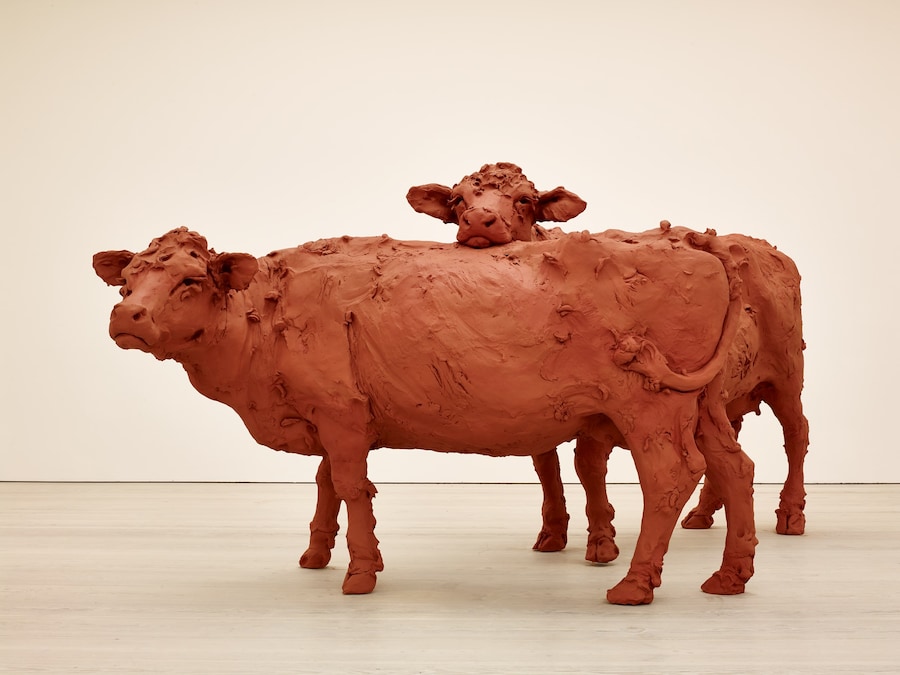 Quayle Cows Angle 3