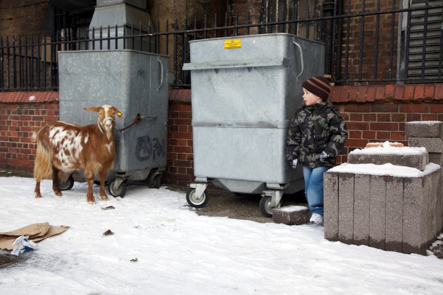 ESTATE_BC_kid_goat 4