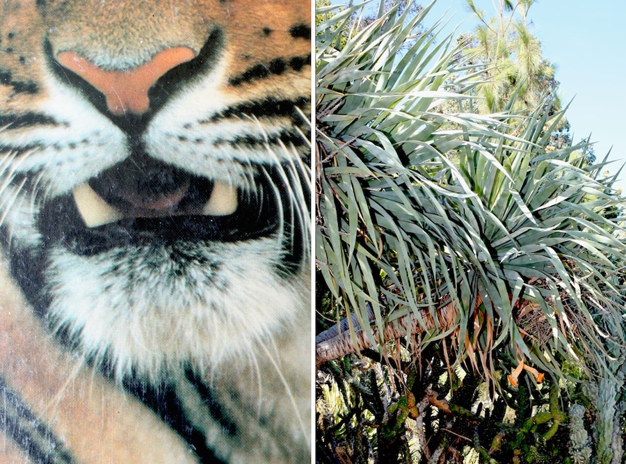  Live Wild *LILA KHOSROVIAN_Thespectacleofnature8 23