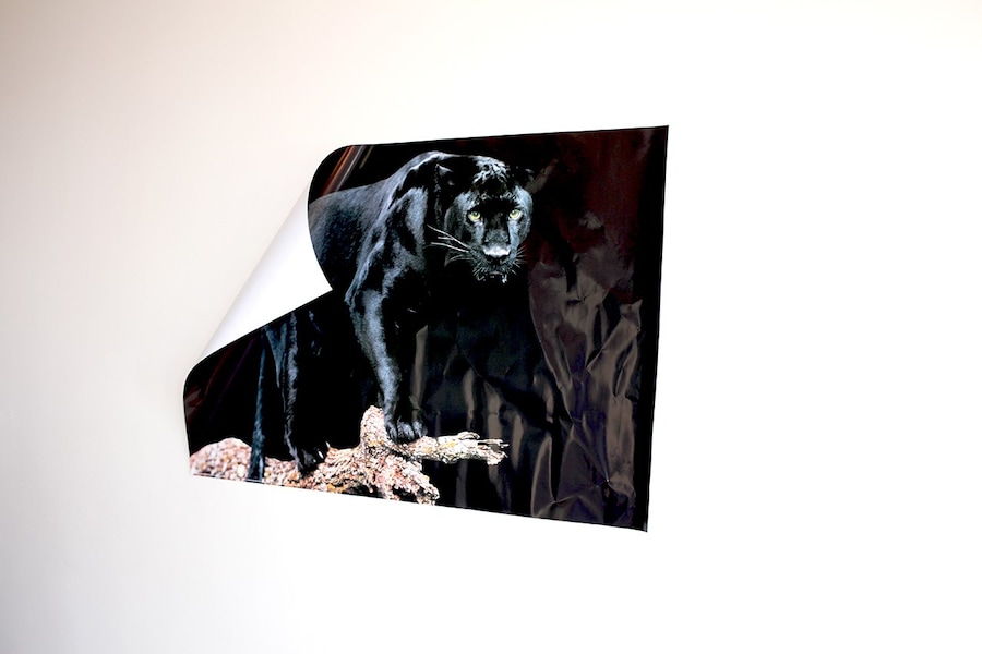  Live Wild *INA LOUNGUINE_Thepriceofablacklifeinamerica6 30