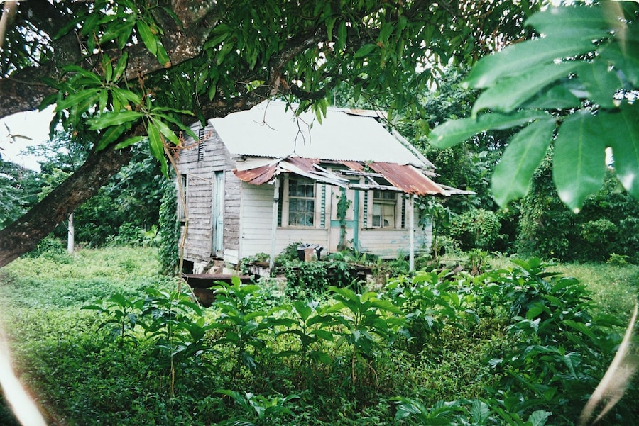 Jamaica, Scarlett Carlos Clarke 16
