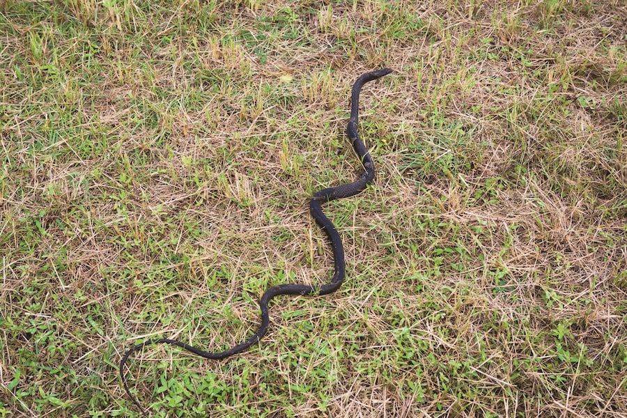 Mile O&#39; Mud by Malcolm Lightner 1
